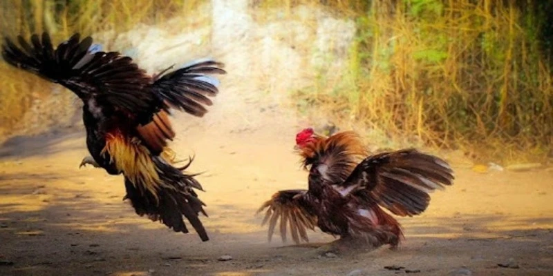 Một số điểm nổi bật của chọi gà Thomo
